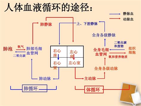 血液循环简图|人体血液循环图